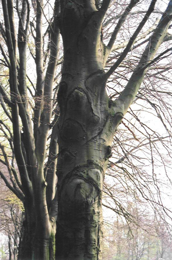 Natuurreservaat Groenewoud. Knorrepot-beuk
